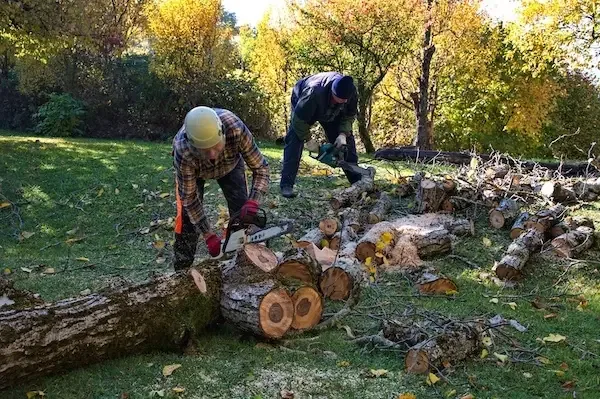 Tree Removal