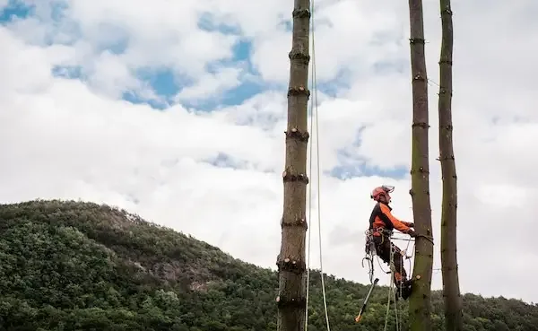 Palm Tree Removal